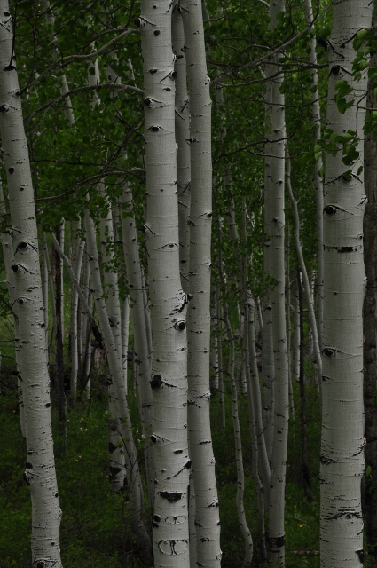 Big Al Trail of aspens